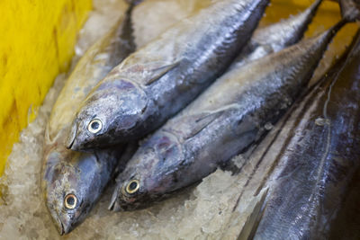 Close-up of fish for sale in market