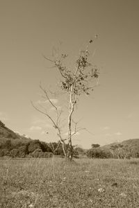 Plant growing on land against sky