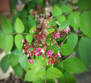 Close-up of insect on plant