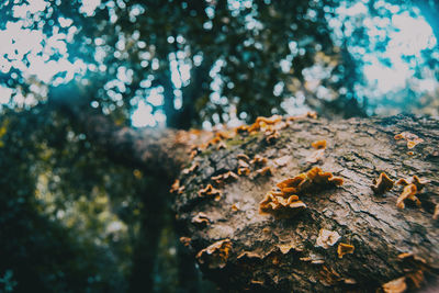 Close-up of lichen on tree trunk