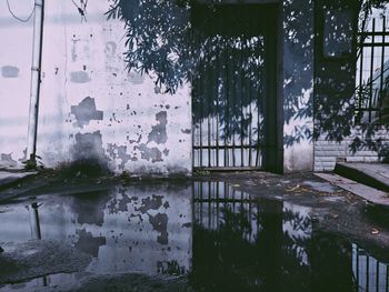 Reflection of trees in puddle on lake