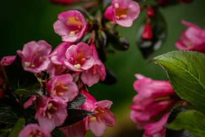 Close-up of pink flowers