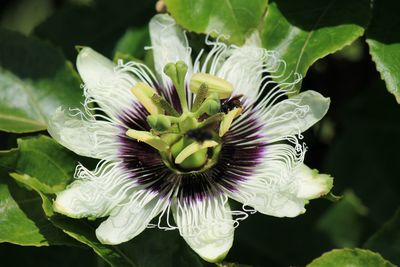 Close-up of purple flowering plant