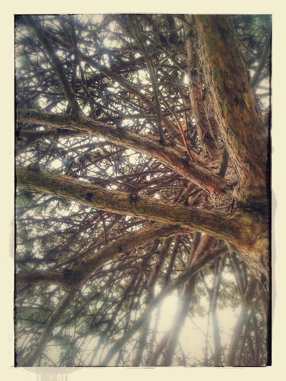 transfer print, tree, auto post production filter, low angle view, branch, growth, nature, tranquility, tree trunk, beauty in nature, forest, day, sunlight, outdoors, no people, backgrounds, full frame, close-up, scenics, sky