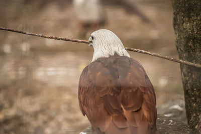 Close-up of eagle perching outdoors