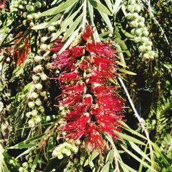 Close-up of christmas decorations hanging on tree