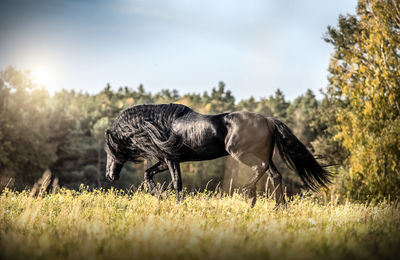 Horse grazing in a field