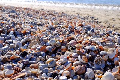 Close-up of seashells and pebbles on beach