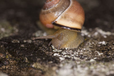 Close-up of snail on land