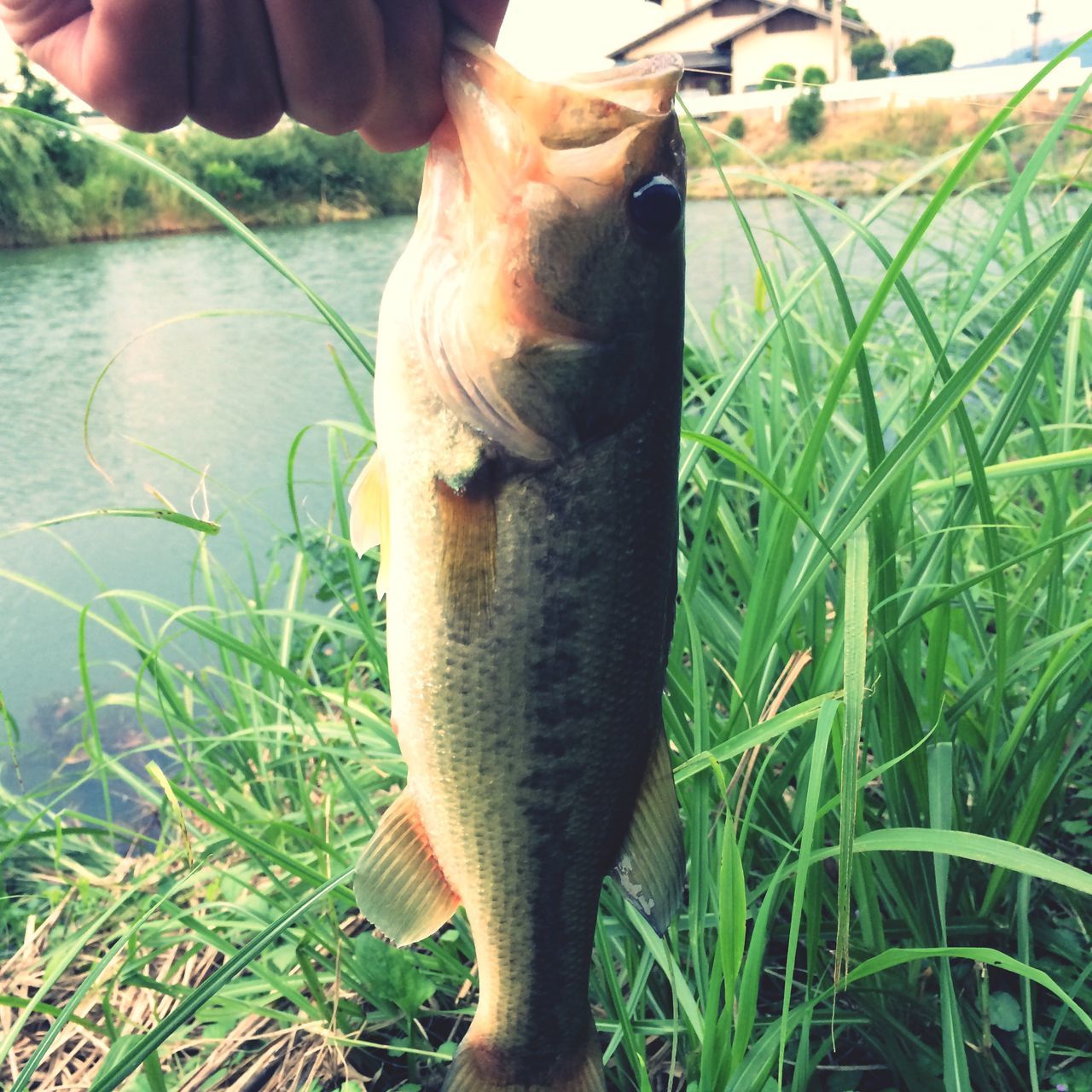 water, grass, animal themes, close-up, domestic animals, one animal, part of, person, reflection, standing, mammal, sunlight, pond, grassy, day, outdoors, nature