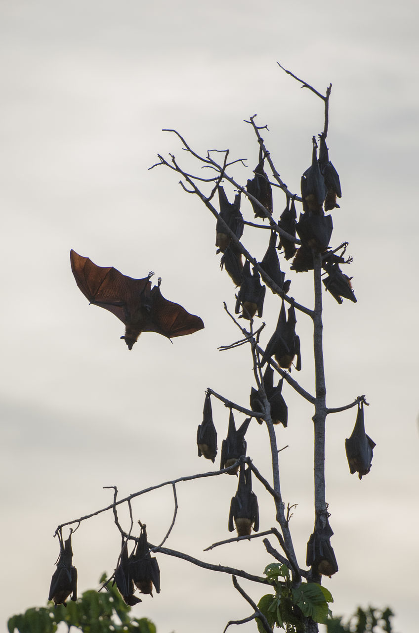 LOW ANGLE VIEW OF BIRD SCULPTURE ON TREE AGAINST SKY