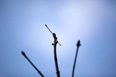 Low angle view of insect perching against clear blue sky