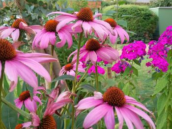 Close-up of pink flowers in park