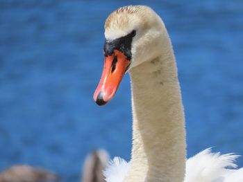 Close-up of swan