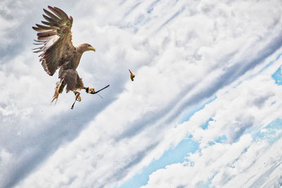 Low angle view of eagle flying against cloudy sky