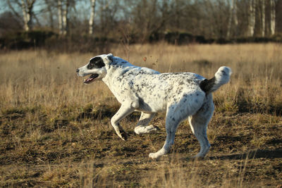 Dog running in a field