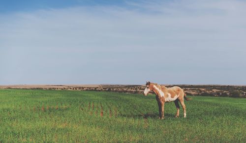 Horse in pasture