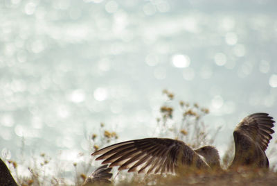A yound seagull spreading its wings in the grass, with sea water at the bacground, with copyspace
