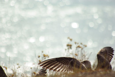 Duck swimming in lake