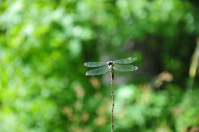 Close-up of leaf against blurred background