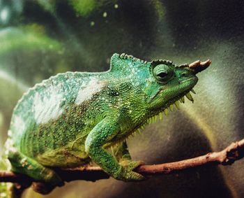 Close-up of a chameleon 