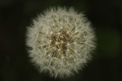 Close-up of dandelion against black background