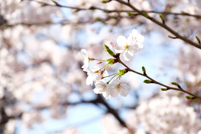 Close-up of white cherry blossoms in spring