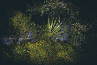 High angle view of plants growing by sea