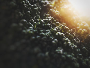 macro photography