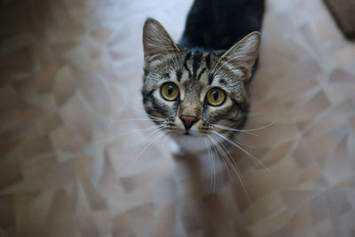 Close-up portrait of cat