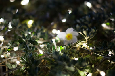 Close-up of flowers blooming on tree