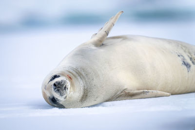 Close-up of crabeater seal lying raising flipper