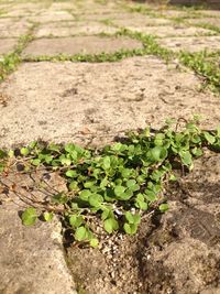 High angle view of plants growing on field