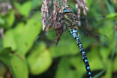 Close-up of insect on plant