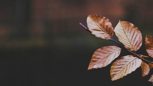 Close-up of wilted plant during autumn