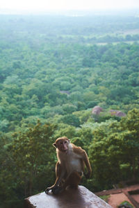 Monkey on landscape against sky