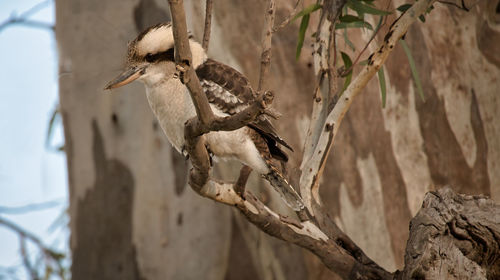 Bird perching on a tree