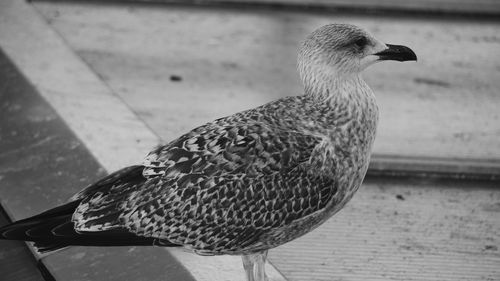 Close-up of seagull perching on land