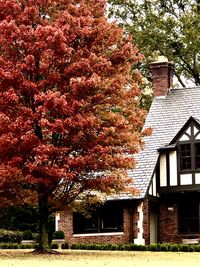 Flowering tree by building during autumn