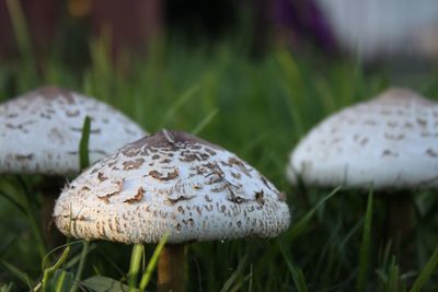 Close-up of grass growing on field