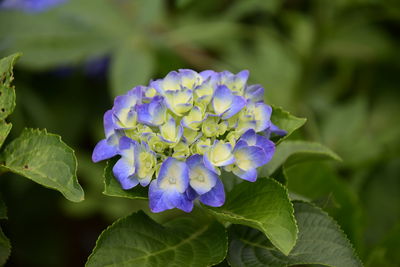 Close-up of purple hydrangea