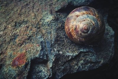 Close-up of snail