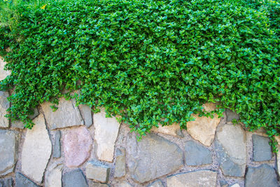 High angle view of ivy growing on grass