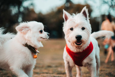 Portrait of dogs on field