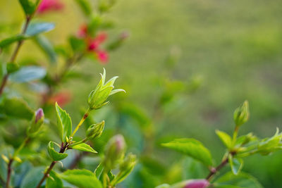 Close-up of plant growing outdoors