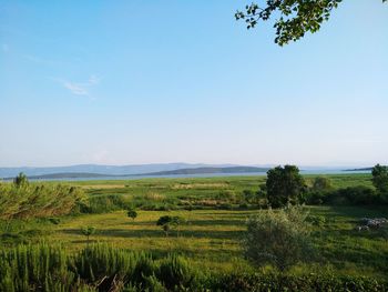 Scenic view of agricultural field against sky