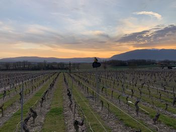 Scenic view of vineyard against sky during sunset