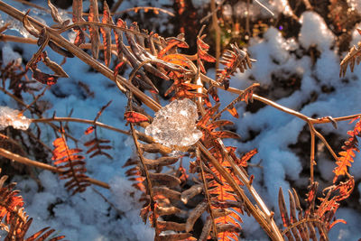 Close-up of frozen tree against sky during winter