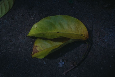 High angle view of leaf on wet leaves