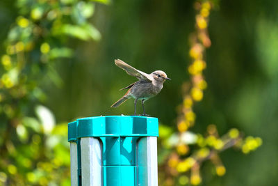 Bird perching on a feeder